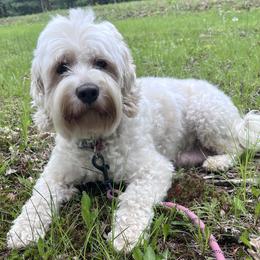 Australian Labradoodle puppies from Doodles in Bloom