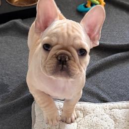 King - Cream male French Bulldog puppy in Clinton, Tennessee from Summer Rose