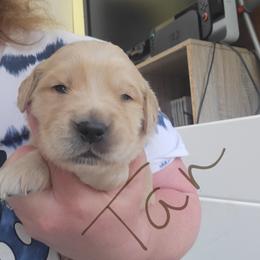 Tan collar - Golden male Golden Retriever puppy in Brush Prairie, Washington from Paradise Peaks