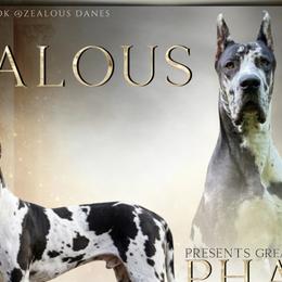 Pharaoh - Great Dane