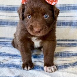 Carrie - Red & white female Australian Shepherd puppy in Temecula, California from Boulder & Branch Aussie Ranch