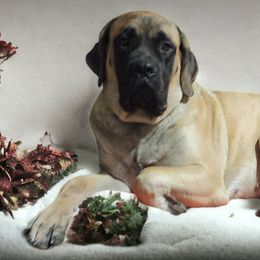 Jinx - Mastiff