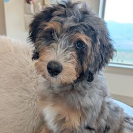 Lemon meringue (yellow boy) - Blue merle male Bernedoodle puppy in Indianola, Utah from Little Bear Bernedoodles