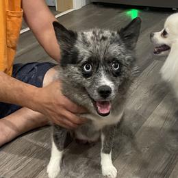 Pepper - Pomsky