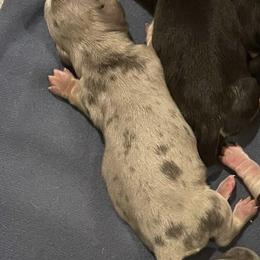 Girl 1 - Dapple female Dachshund puppy in Wahiawa, Hawaii from Versatile Ohana