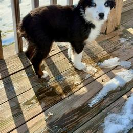 Miniature Australian Shepherd Puppies from Highland Hills Mini Aussies