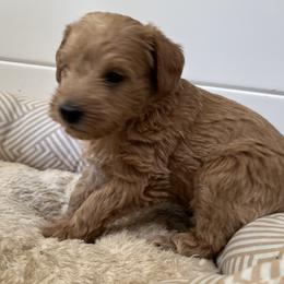 Schnoodle puppies from Growing Puppies