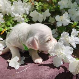 Girl 2 Green - White female Llewellin Setter puppy in North Dinwiddie, Virginia from Pups Furever