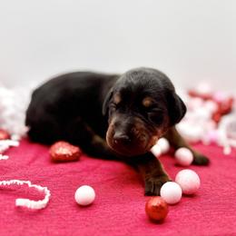 Orange - Black and rust male Doberman Pinscher puppy in Medina, Tennessee from Valorosa Doberman Kennel