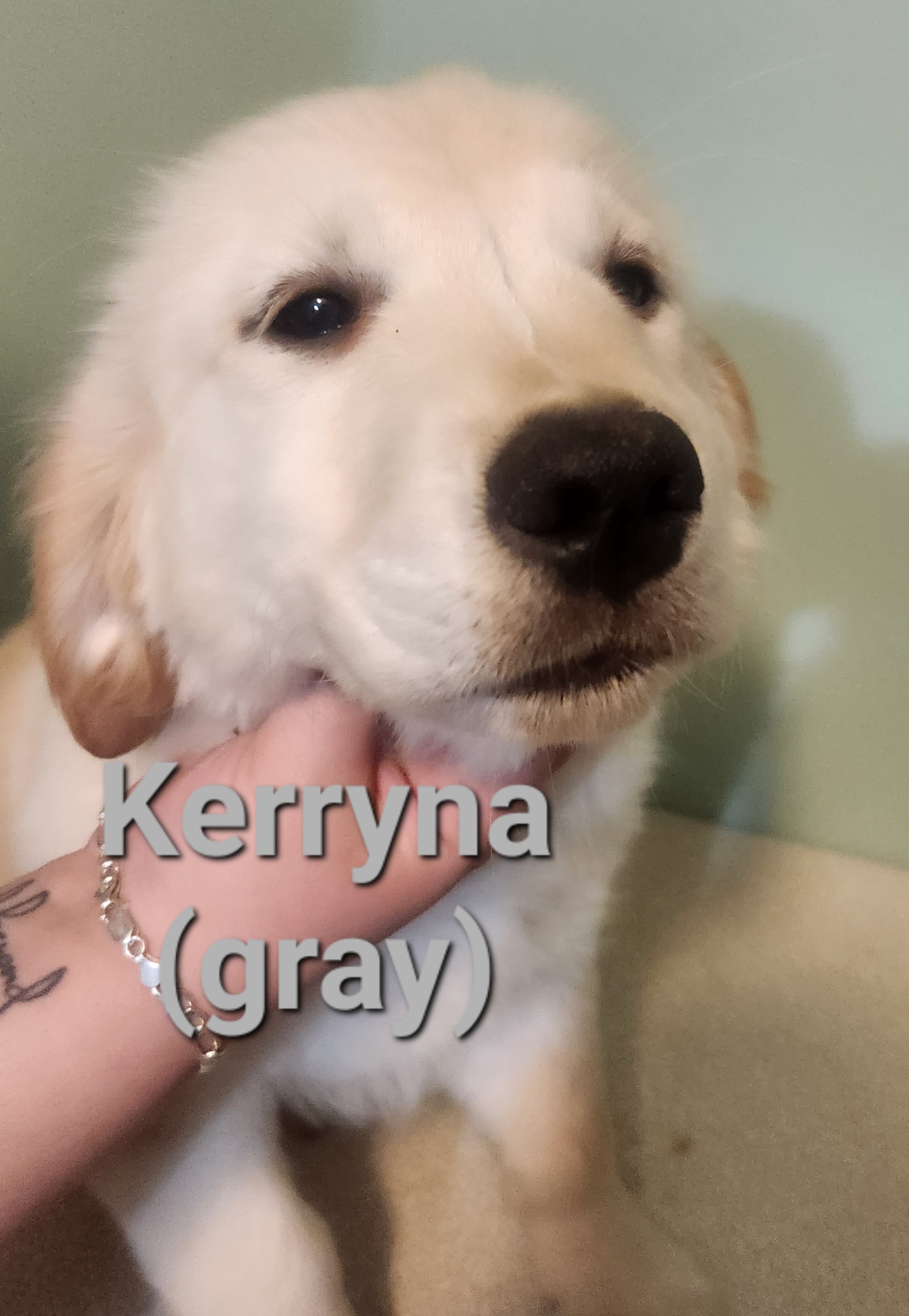 Golden Retriever Puppies from Halo Kennels