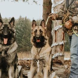 Shiloh Shepherds from Edelweiss Shiloh Shepherds