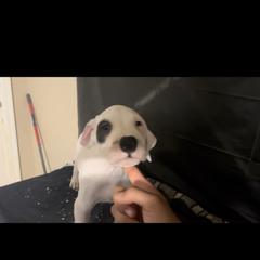 Boy 1 - White Dogo Argentino puppy in California from First-Class Lineage