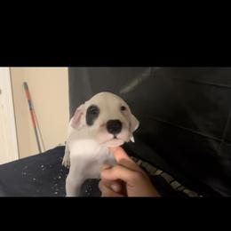 Boy 1 - White Dogo Argentino puppy in California from First-Class Lineage