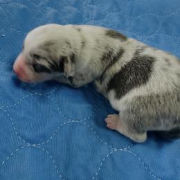 Levi - Blue merle male Miniature Australian Shepherd puppy in Norco, California from Joyfulpuppies