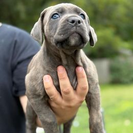 Cane Corso Puppies from TrinityForce Cane Corso