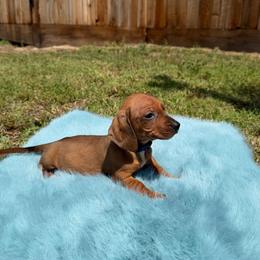 Finn - Sable male Dachshund puppy in Modesto, California from Raws Doxies