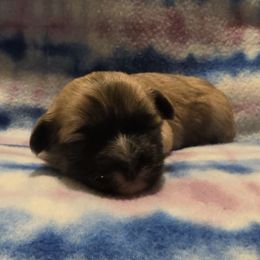 Scarlett - Black & tan tri-color female Maltipoo puppy in Copperas Cove, Texas from Collier's Canines