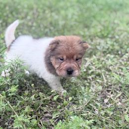 Bianca - Fawn sable female Chinese Shar-Pei puppy in Lehigh Acres, Florida from Florida Wrinkles