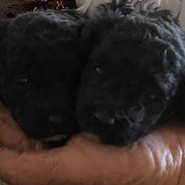 Poodles from Darlene’s Cuties