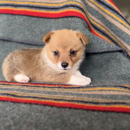 Lorie - Sable female Pembroke Welsh Corgi puppy in Aurora, Missouri from Sweet Peach Puppies