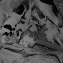 Cavalier King Charles Spaniel and Golden Retriever Puppies from Country Goldens and Mountain Top Cavaliers