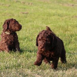 Poodle Puppies from RK'S Pets