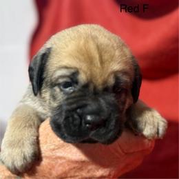 Red Collar N - Fawn female Cane Corso puppy in Paris, Texas from Knucklehead Cane Corso