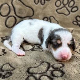 Black Piebald - Piebald male Dachshund puppy in George West, Texas from Rockin M Kennel