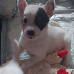 Australian Cattle Dog All Grown Up from Woodin Farms