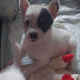Australian Cattle Dog All Grown Up from Woodin Farms