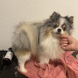 Walter - Pomeranian