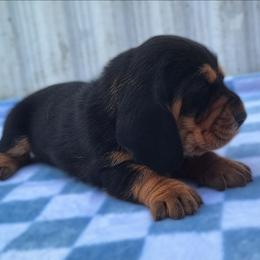 Greta - Black brown and white female Basset Hound puppy in Mack's Creek, Missouri from Mack's Creek Basset Hounds
