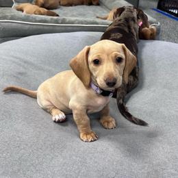 Light purple - Cream female Dachshund puppy in Corona, California from Long Dog Dachshund Pups