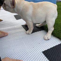 French Bulldog Puppies from Holly Womer