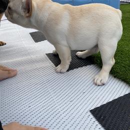 French Bulldog Puppies from Holly Womer