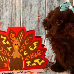 Chloe - Liver Shih Tzu puppy in Beatrice, Nebraska from I Shih Tzu Not Puppies
