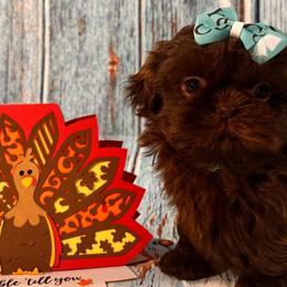 Chloe - Liver Shih Tzu puppy in Beatrice, Nebraska from I Shih Tzu Not Puppies