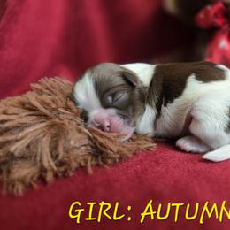 Shih Tzu Puppies from Nique's Shih Tzus