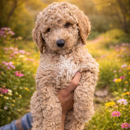 Bear - Apricot male Goldendoodle puppy in Placentia, California from Zari Benji Doodles