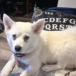 Bean - Pomsky
