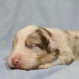Red Merle Male 2 - Red merle male Australian Shepherd puppy in Bagley, Iowa from Diamond M Aussies
