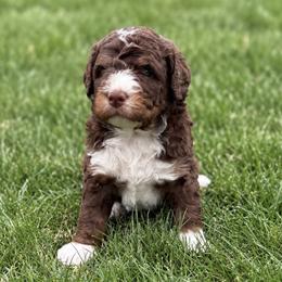 Cash - Tri-color male Bernedoodle puppy in Draper, Utah from Salt City Farm