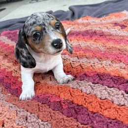 Jagger - Piebald male Dachshund puppy in Ontario, California from TLC Dachshund