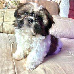 Chase - Brindle male Shih Tzu puppy in Stroudsburg, Pennsylvania from Puppyville Pa Shih Tzu & frenchies