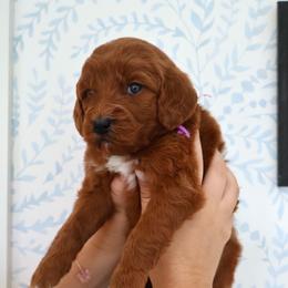 Sylvie - Purple - Red  female Goldendoodle puppy in Ruthorfordton, North Carolina from Duncan Doodles Goldendoodles