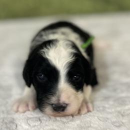 Beau - male Australian Mountain Doodle puppy in Lincoln, Nebraska from GRand Doodles