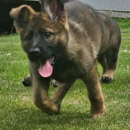 Boy 3 - Sable male German Shepherd puppy in Richland, New York from Hirten Bray Hugel