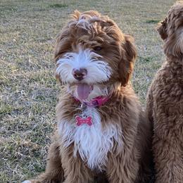 Zoe - Goldendoodle