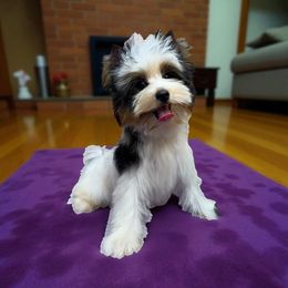 Willow - Black tan and white male Biewer Terrier puppy in Louisiana from Maddylane Biewer Terriers