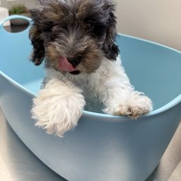 Boy 3 - Merle male Cockapoo puppy in Dahlonega, Georgia from Loveable Cockapoos